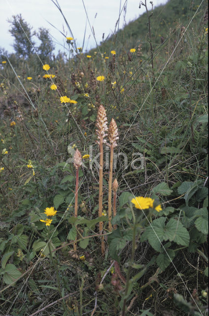 Oxtongue Broomrape (Orobanche picridis)