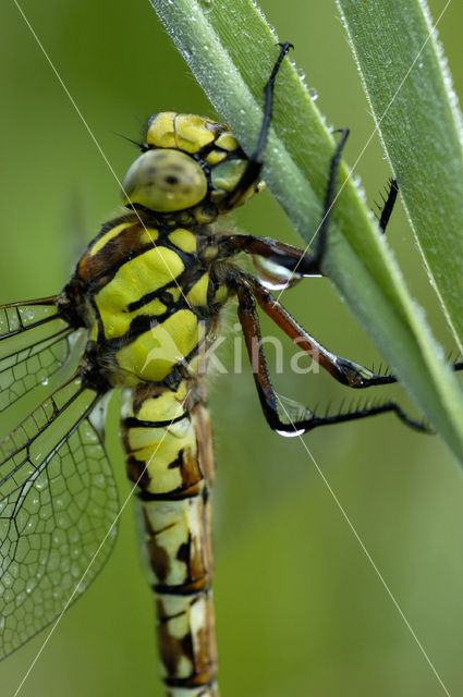 Blauwe glazenmaker (Aeshna cyanea)