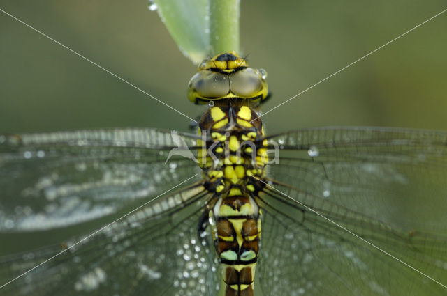 Southern Hawker (Aeshna cyanea)