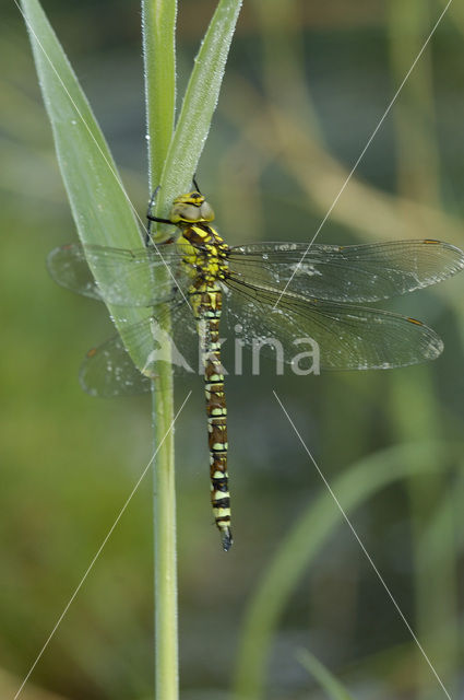 Southern Hawker (Aeshna cyanea)