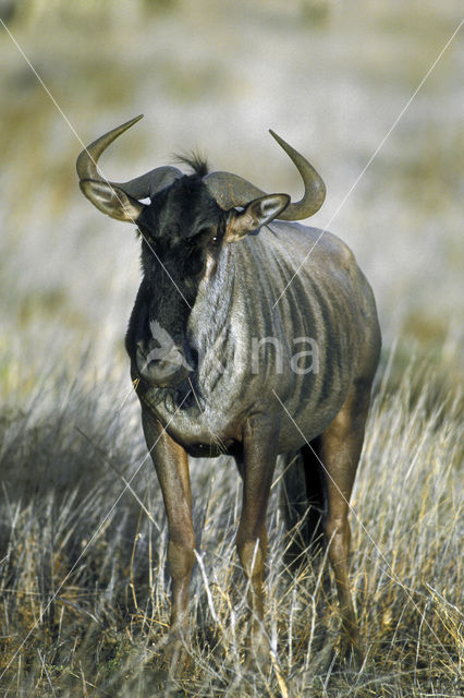 Blue Wildebeest (Connochaetes taurinus)