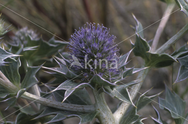 Blauwe zeedistel (Eryngium maritimum)