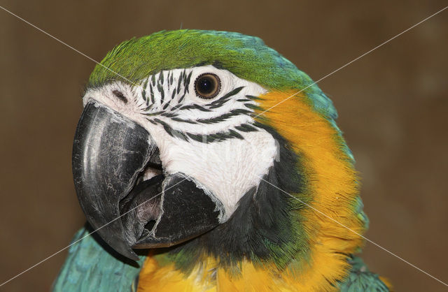 Blue-and-yellow Macaw (Ara ararauna)