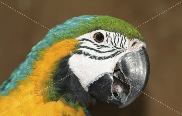 Blue-and-yellow Macaw (Ara ararauna)