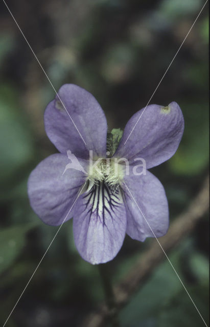 Common Dog-violet (Viola riviniana)