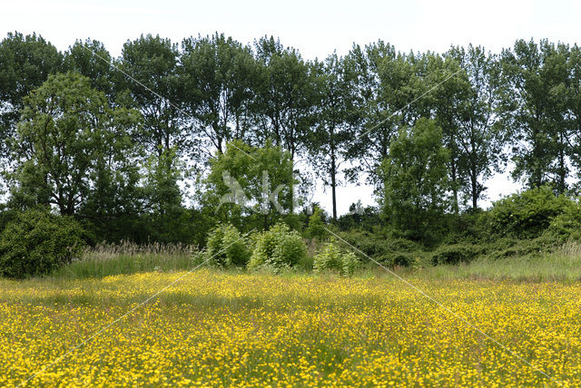 Bloemdijken van Zuid-Beveland