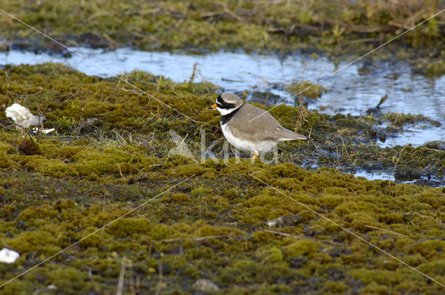 Bontbekplevier (Charadrius hiaticula)