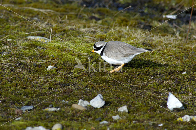 Bontbekplevier (Charadrius hiaticula)