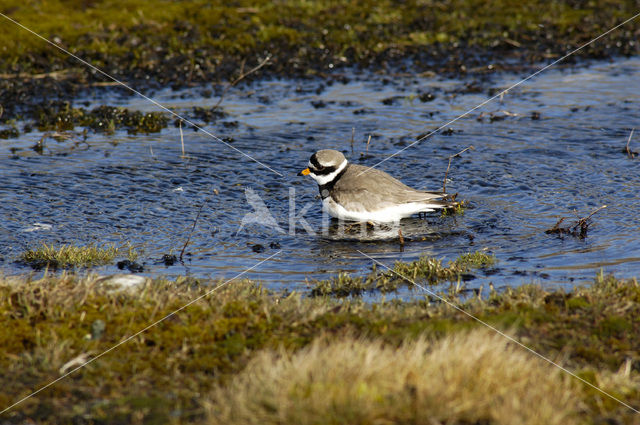 Bontbekplevier (Charadrius hiaticula)