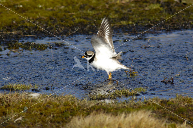 Bontbekplevier (Charadrius hiaticula)