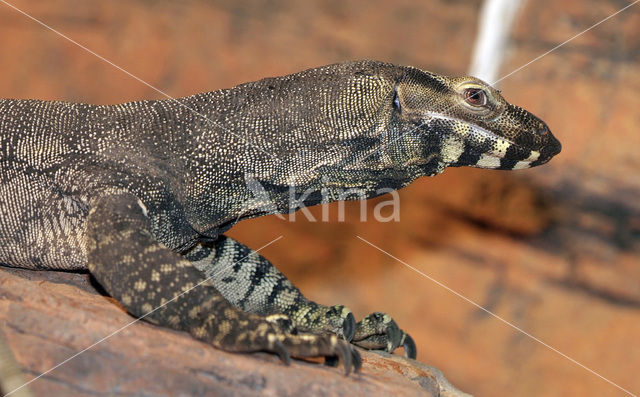 Bonte Varaan (Varanus varius)