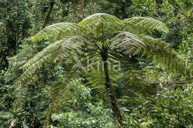 Boomvaren (Cyathea spec.)