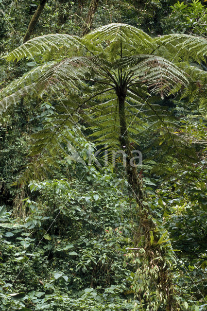 Boomvaren (Cyathea spec.)