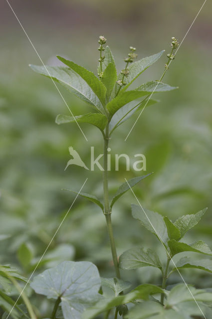 Dog’s Mercury (Mercurialis perennis)