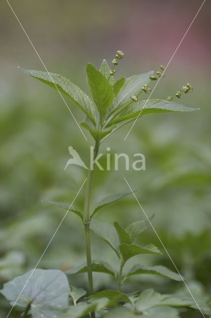 Dog’s Mercury (Mercurialis perennis)