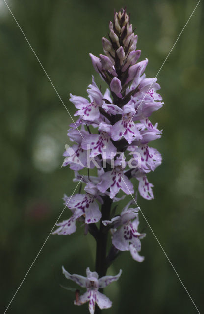 Bosorchis (Dactylorhiza fuchsii)