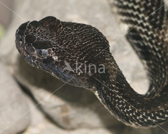 Bosratelslang (Crotalus horridus atricaudatus)