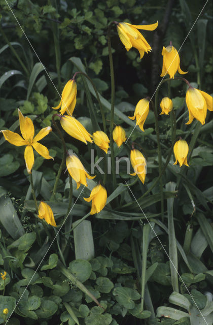 Bostulp (Tulipa sylvestris)
