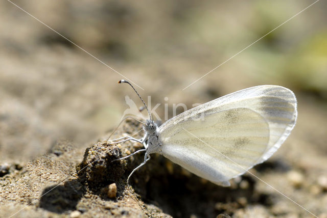 Wood White (Leptidea sinapis)