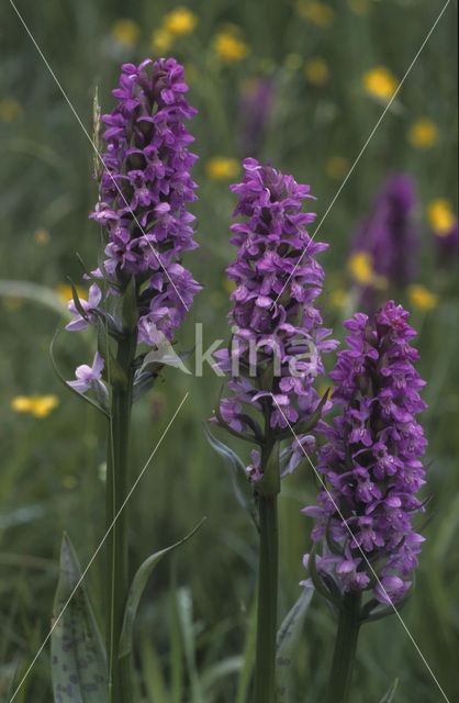 Brede orchis (Dactylorhiza majalis)