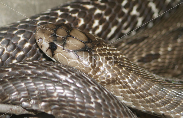 Indian cobra (Naja naja)