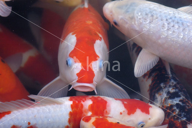 Nishikigoi (Cyprinus carpio koi)