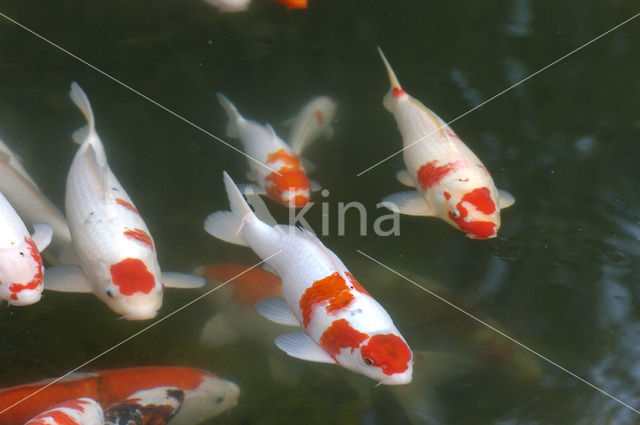 Nishikigoi (Cyprinus carpio koi)