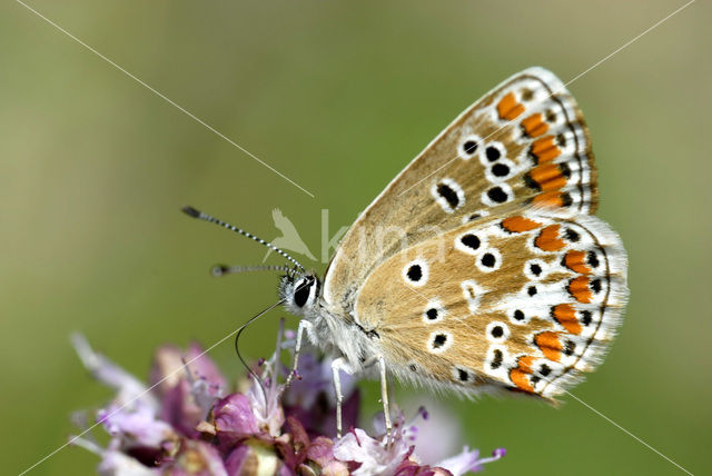 Bruin blauwtje (Aricia agestis)