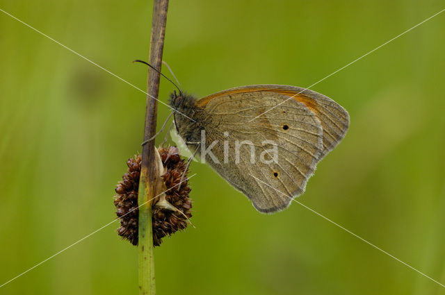 Meadow Brown (Maniola jurtina)