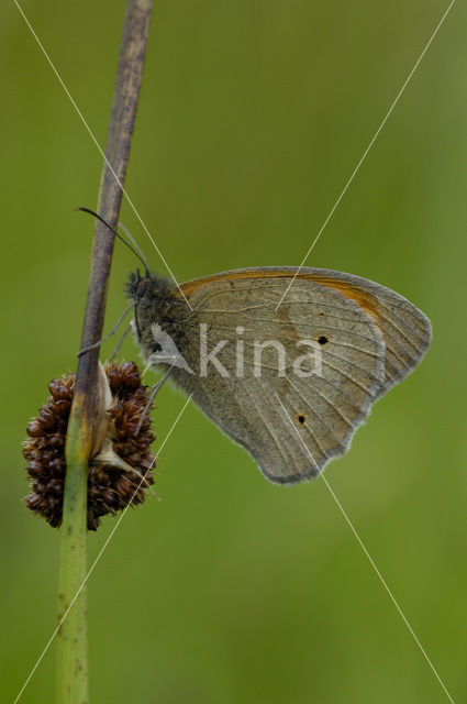 Meadow Brown (Maniola jurtina)