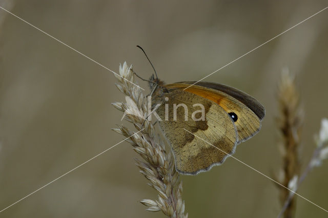 Bruin zandoogje (Maniola jurtina)