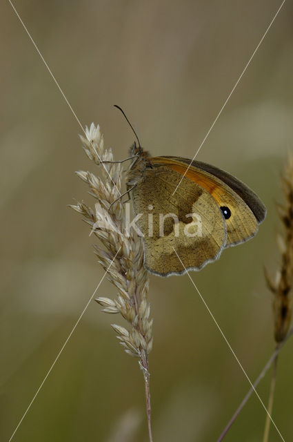 Bruin zandoogje (Maniola jurtina)