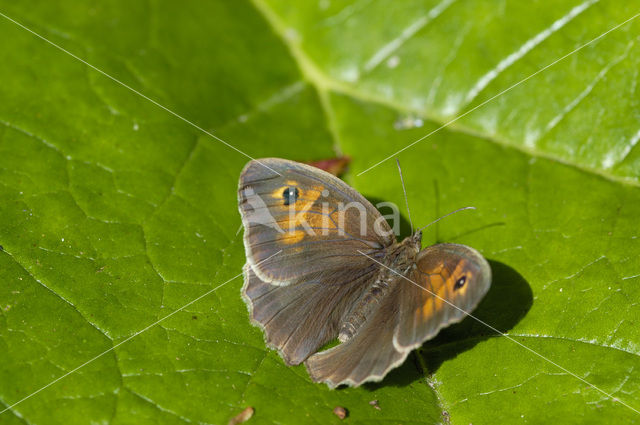 Meadow Brown (Maniola jurtina)