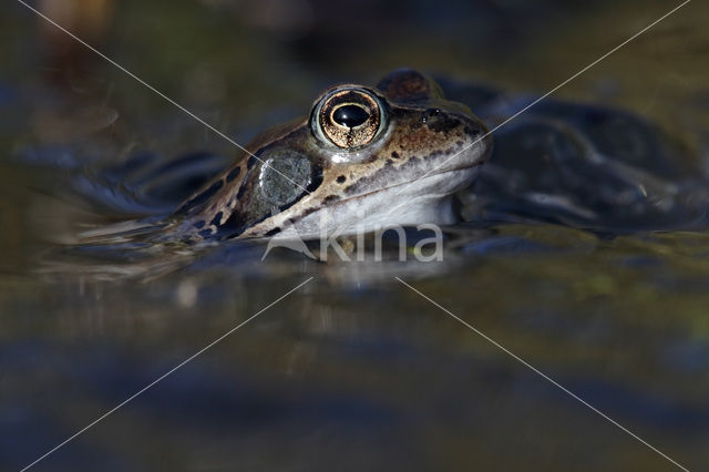Common Frog (Rana temporaria)
