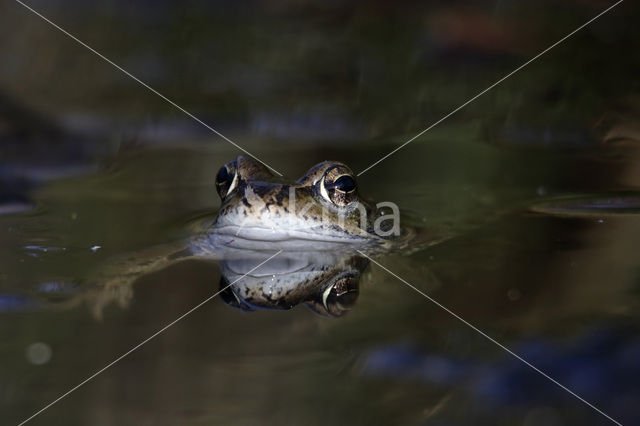 Common Frog (Rana temporaria)