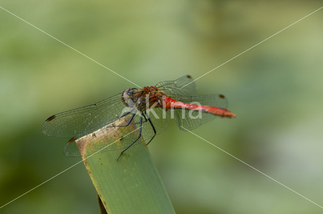 Common Darter (Sympetrum striolatum)