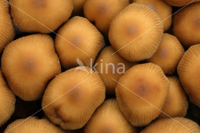 Scalycap (Pholiota spec.)