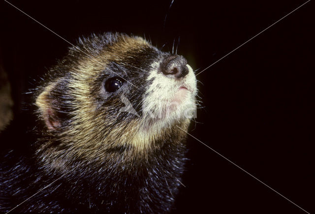 Polecat (Mustela putorius)