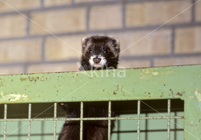 Bunzing (Mustela putorius)