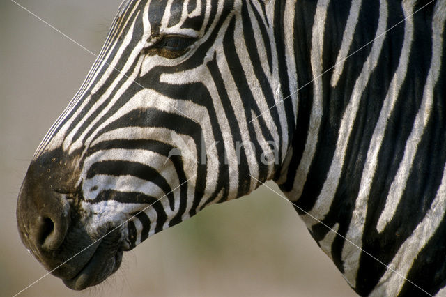 Burchell's zebra (Equus burchellii)