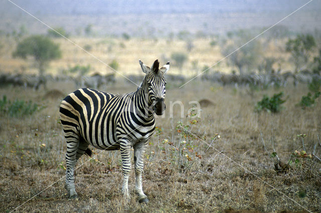 Burchell's zebra (Equus burchellii)