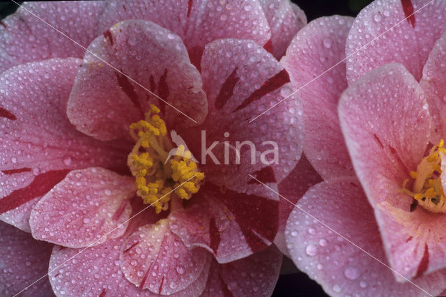 Camellia (Camellia hybride)