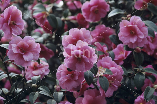 Camellia (Camellia hybride)