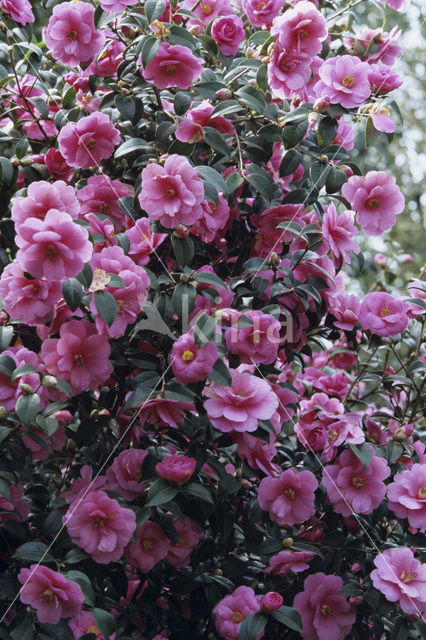 Camellia (Camellia hybride)