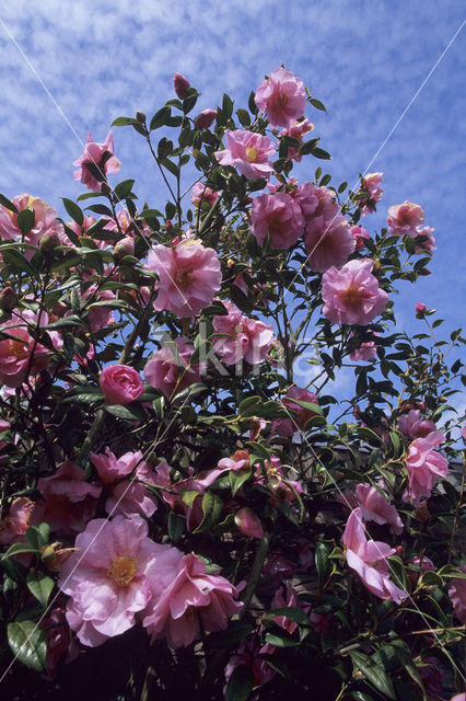 Camellia (Camellia hybride)