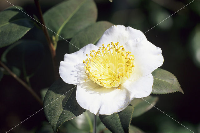 Camellia hybride