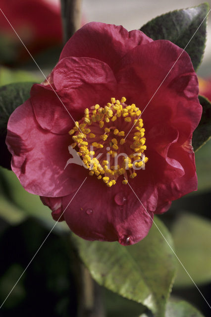 Camellia hybride