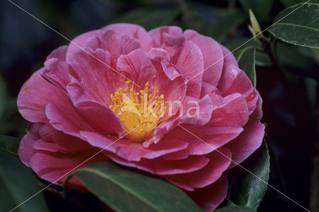 Camellia hybride