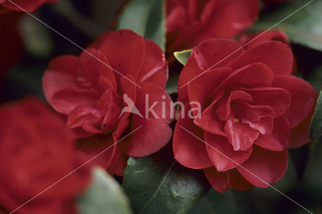 Camellia (Camellia hybride)
