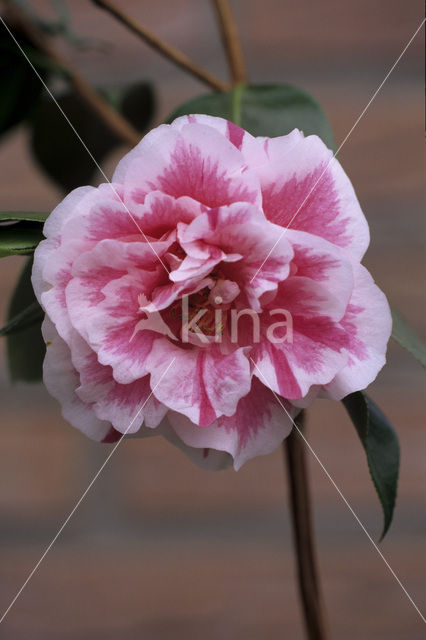 Camellia hybride